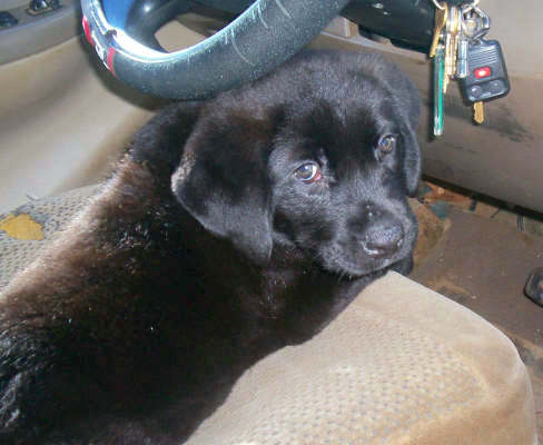 Labrottie puppies for sales sale