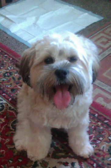 A thick coated tan dog with black hanging ears and black on her long haired snout sitting down in front of a pee pad inside a living room