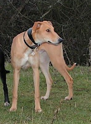 A tall tan dog with a white chest and lanky legs, rose ears and a long muzzle with a black nose and a long tail standing in grass