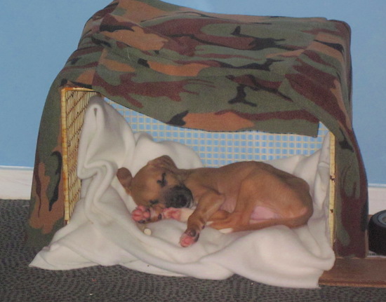 A little tan puppy sleeping in a yellow crate covered up by a camo blanket