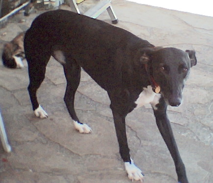 A lanky black dog with long legs and white socks on each paw with white on her chest, a long thin muzzle standing on a stone floor