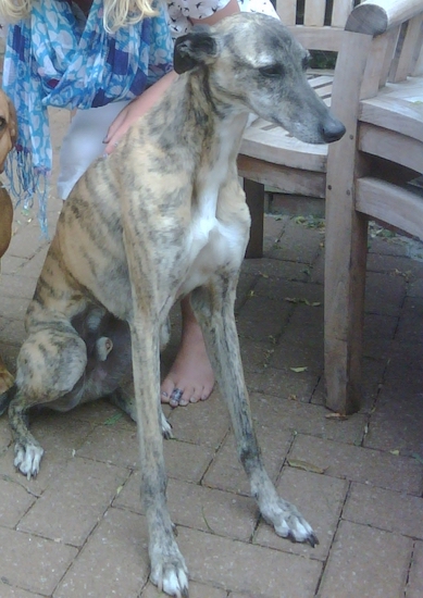 A brindle tall, lanky dog with a long muzzle and very long legs sitting down