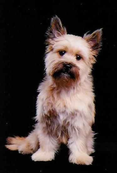 A thick-coated, tan dog with black ears and black on the tip of his snout with a black nose and dark eyes sitting down