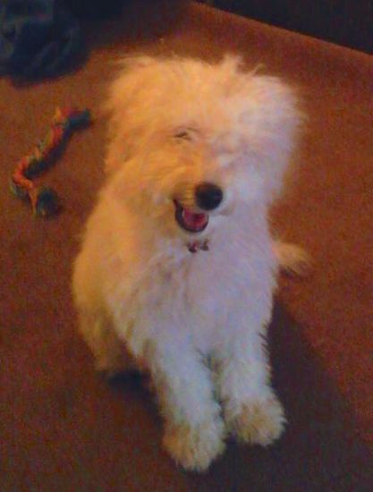 A fluffy, long coated white dog with thick wavy white hair, a large black nose and eyes that are hidden by his thick fur sitting down