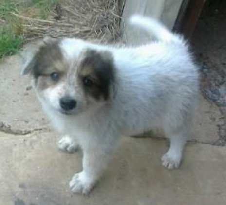 A fluffy little white puppy with a black and brown mask aroun each eye and on each ear standing outside