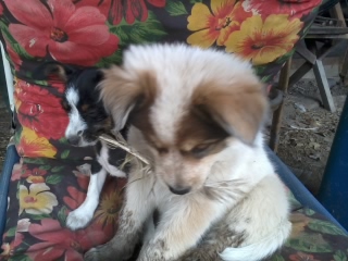 A fluffy little white puppy with tan and black markings on her face sitting down next to a smaller black and white dog