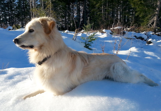 A white and tan dog with dark eyes and a black nose laying down stretched out in the snow