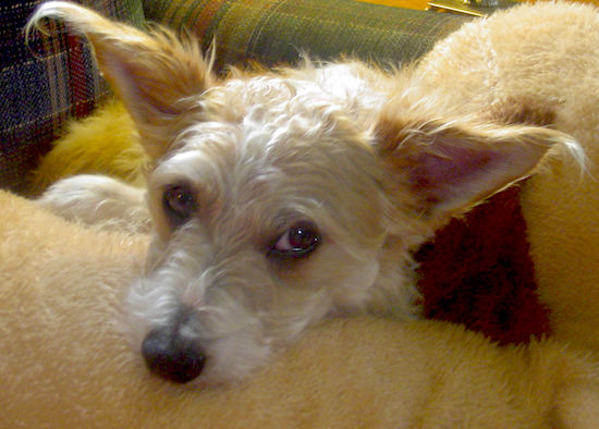 A tan and white tan and cream colored dog with ears that stand out to the sides laying on a blue with red plaid couch on top of a huge tan plush doll