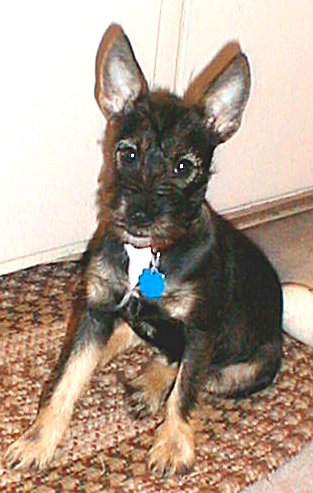 A little puppy with a short black and tan coat and long hairs on his snout with large perk ears sitting down