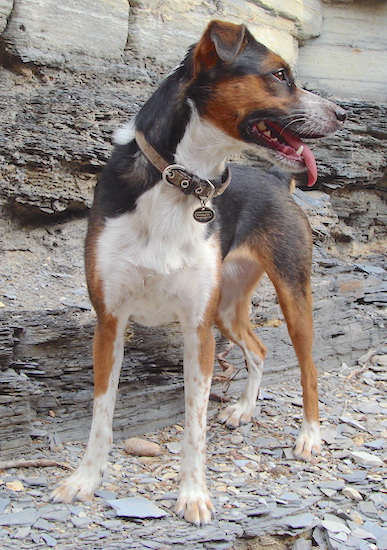 A medium-sized, tricolor, black, tan and white dog with ticking patterned spots on her legs standing on a rock cliff