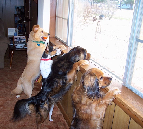 Four dogs jumped up at and looking out a bay window