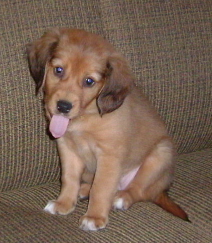 A little tan puppy with black highlights and white tipped paws sitting down on a tan couch with her tongue pink hanging out