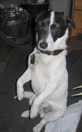 A white dog with a black head sitting up on his hind legs with his front paws in the air sleeping