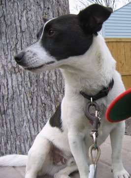 A medium sized black and white dog with rose ears that stand out to the sides sitting down in front of a tree