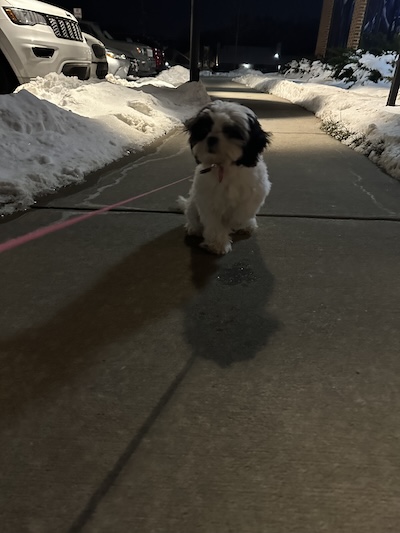 A longhaired black and white puppy standing on a sidewalk with her paw in the air surrounded by snow
