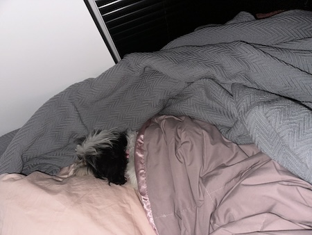 Zippy the white and black Shih-Poo puppy sleeping on the bed under the covers