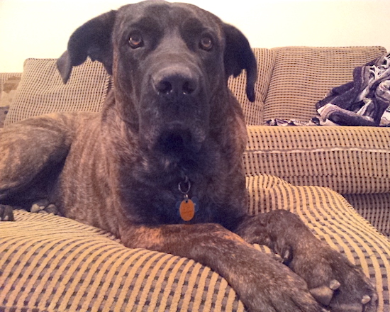 A large breed brown brindle dog with a black face, ears that fold to the sides, brown eyes, a big black nose with large paws laying on a couch