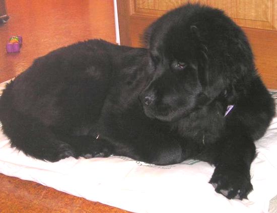 A black large breed, thick-coated black dog with soft hanging ears and very large paws laying down