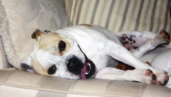 A large breed tan and white dog with black pigmant spots on his skin on the inside of his leg laying down on a couch