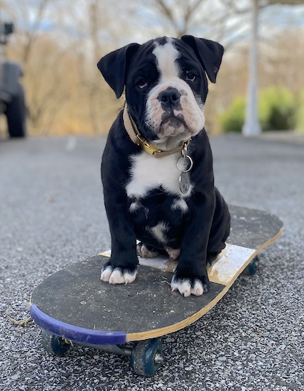 A small, wide-chested, stocky, black and white puppy sitting on a skateboard