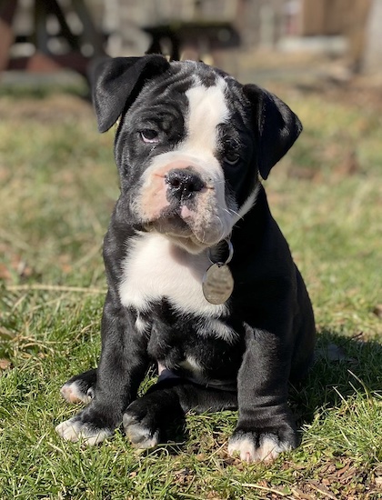 A little black and white puppy with a symmetrical face, a big head and a muscular thick body sitting down in the grass