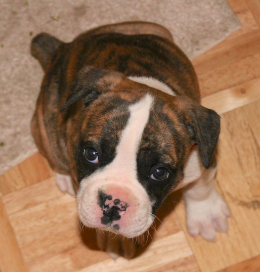 A little brown brindle and white puppy with dark eyes and a pink and black nose sitting down looking up
