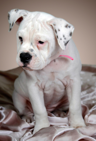 A little white, wrinkly puppy with black spots on her ears wearing a pink collar sitting down