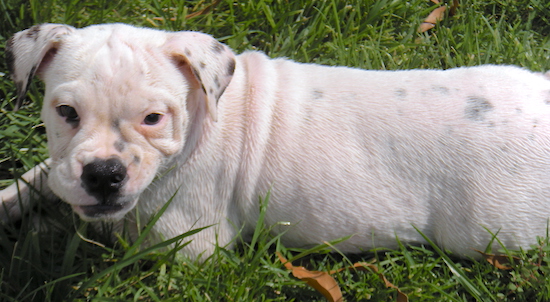 A thick-bodied white bulldog puppy with black spots on her back and ears laying down in the grass
