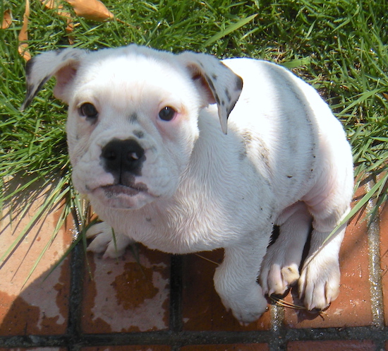 A wide-chested white dog with pink pigment around her eyes, a black nose and black lips sitting down outside on a brick walkway next to grass