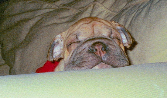 A wrinkly little puppy sleeping