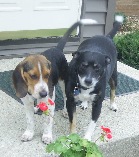 A tricolor Beagle dog standing next to a tricolor black, tan and white Feist Rat Terrier standing outside in front of a house