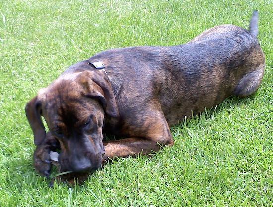 A tan and black brindle patterned large breed dog laying down in the grass chewing on a toy