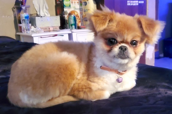 A little brown, fawn and white dog with a shaved coat, small ears, dark eyes, a pushed back face, a black nose and dark lips laying down