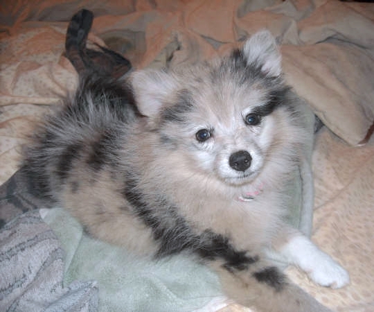 gray pomeranian puppies