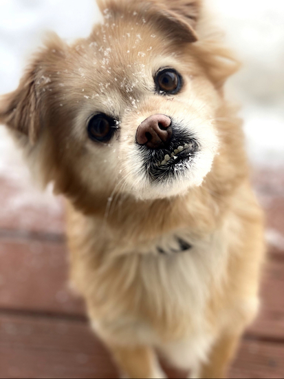A medium-coated tan, cream and white dog with wide round brown eyes and a brown nose with black lips and an underbite with snowflakes on his head and snout