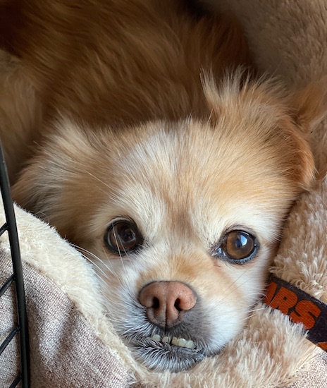 A tan and white dog with a brown nose, brown eyes and an underbite showing his bottom teeth sticking up out of his lower lip laying down