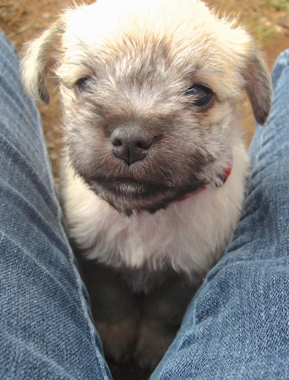 A fuzzy little cream colored puppy with a black mask, black nose and dark eyes sitting down