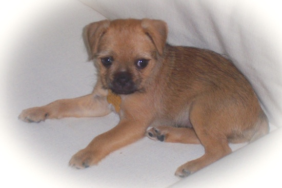 A little tan puppy with a black snout, black nose and dark eyes laying down