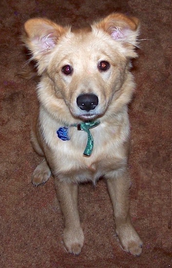 A cream colored dog with red highlights, small ears that stand up with one folding over at the tip sitting down