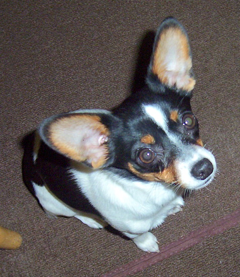 A small tricolor black, tan and white dog with large wide bat ears sitting down on a brown carpet