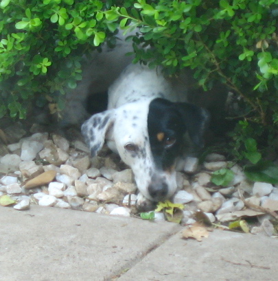 A white, black and tan dog with black spots on her white areas laying down in the bushes
