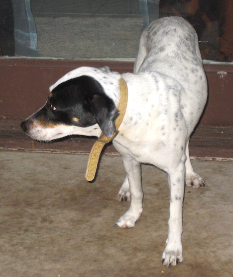 A white dog with black and tan on his face and dark ticking spots on her body looking to the left