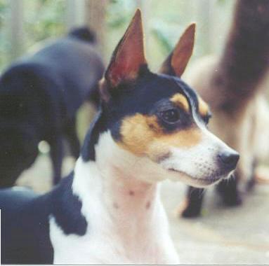 Close up head shot of a tricolor black, tan and white dog with large ears that stand up to a point, a black nose and dark almond eyes looking to the right