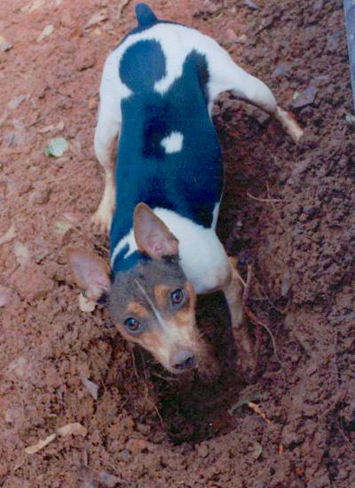 A muddy tricolor black, tan and white dog with large pointy ears and brown eyes digging a deep hole in the dirt