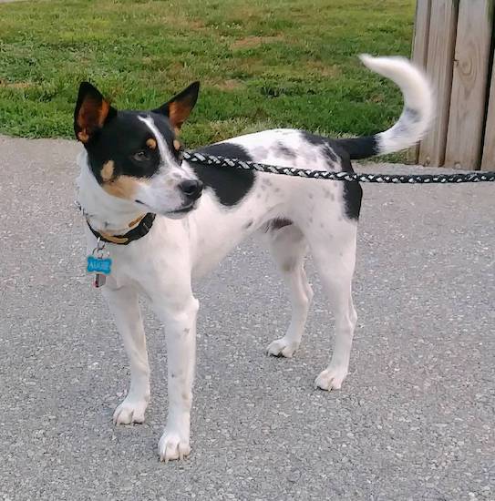 A tricolor black, tan and white dog with black ticking on her body, large pointy ears and a long tail that curls like a hook standing looking to the right