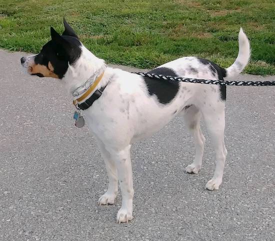 A white dog with black and tan markings and a long white tail with black spots on it standing looking to the left