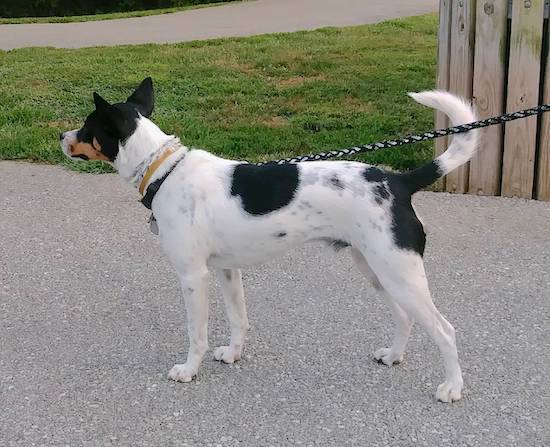 Sideview of a white dog with black spots on her body and tan on her face standing outside on a paved path