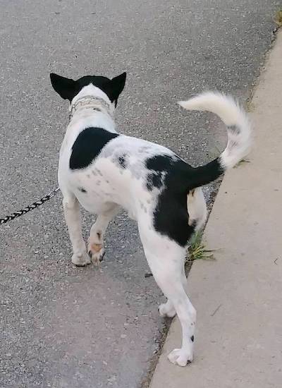 The backside of a white dog with black patches and black ticking marks with a ring tail that stands slightly up and curled at the tip standing outside on concrete and pavement