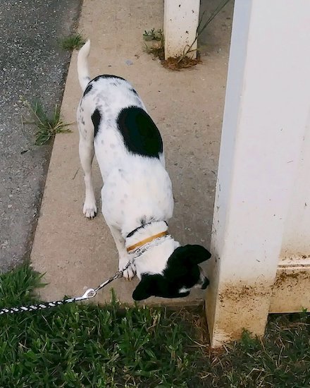 A white and black dog outside smelling a white beam that is dirty at the bottom near the ground