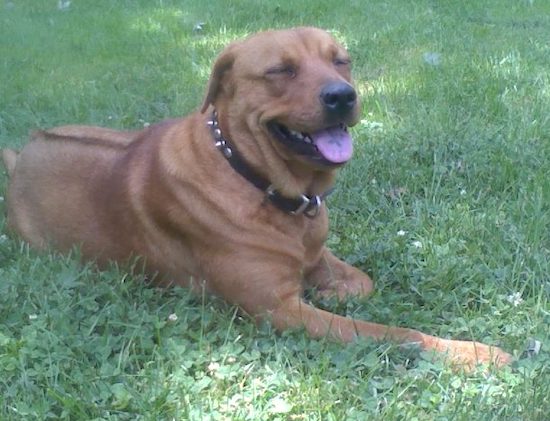 A tan dog with a dark line going down her back, ears that fold down and are pinned back and a pink tongue with black spots on it laying down in grass